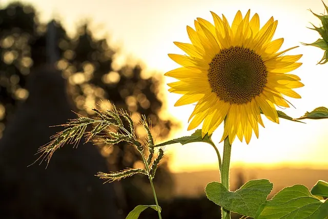 Fleurs CBD pur et créativité : comment les intégrer dans votre routine