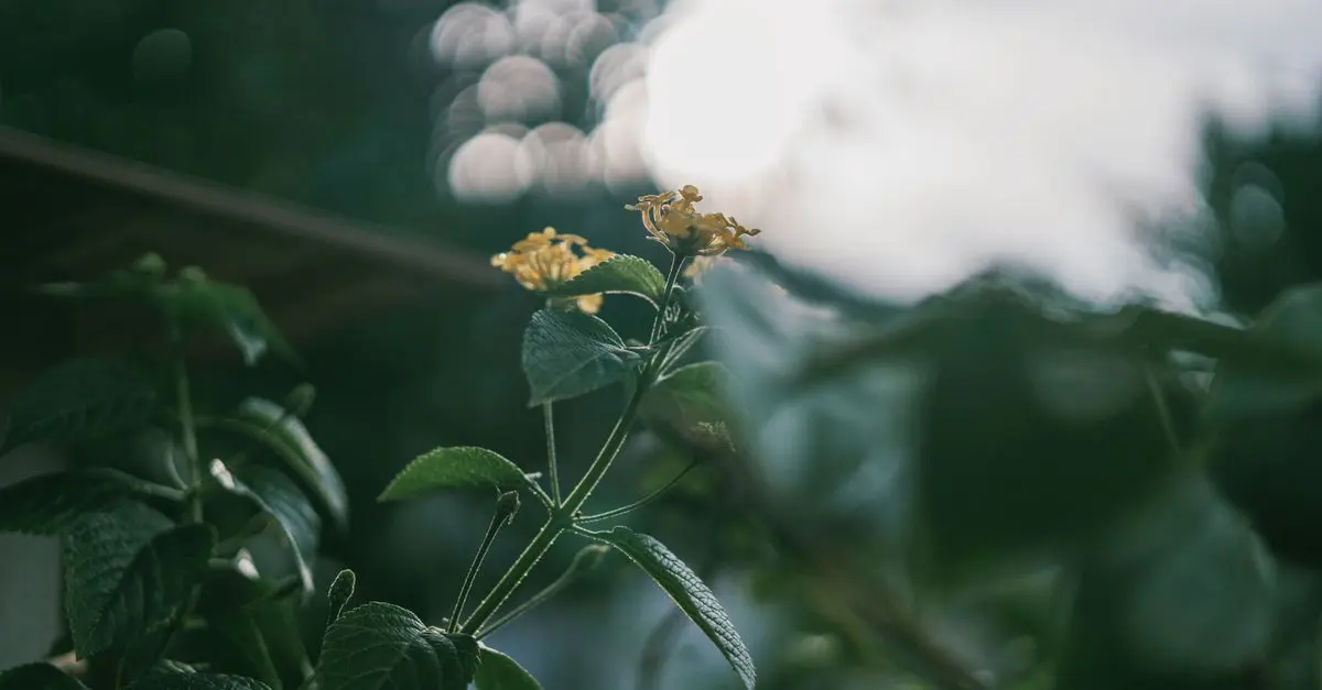 Pourquoi les fleurs CBD pur domineront en 2026