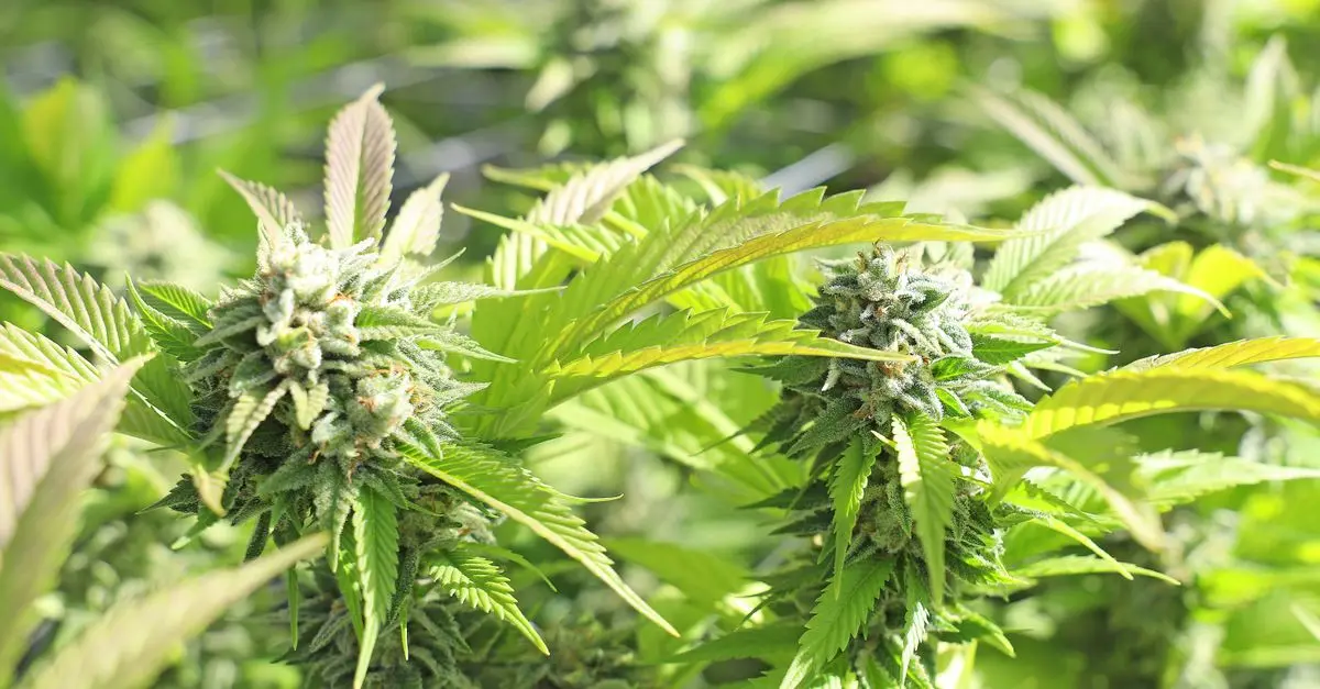 Comment choisir la meilleure fleur CBD pur