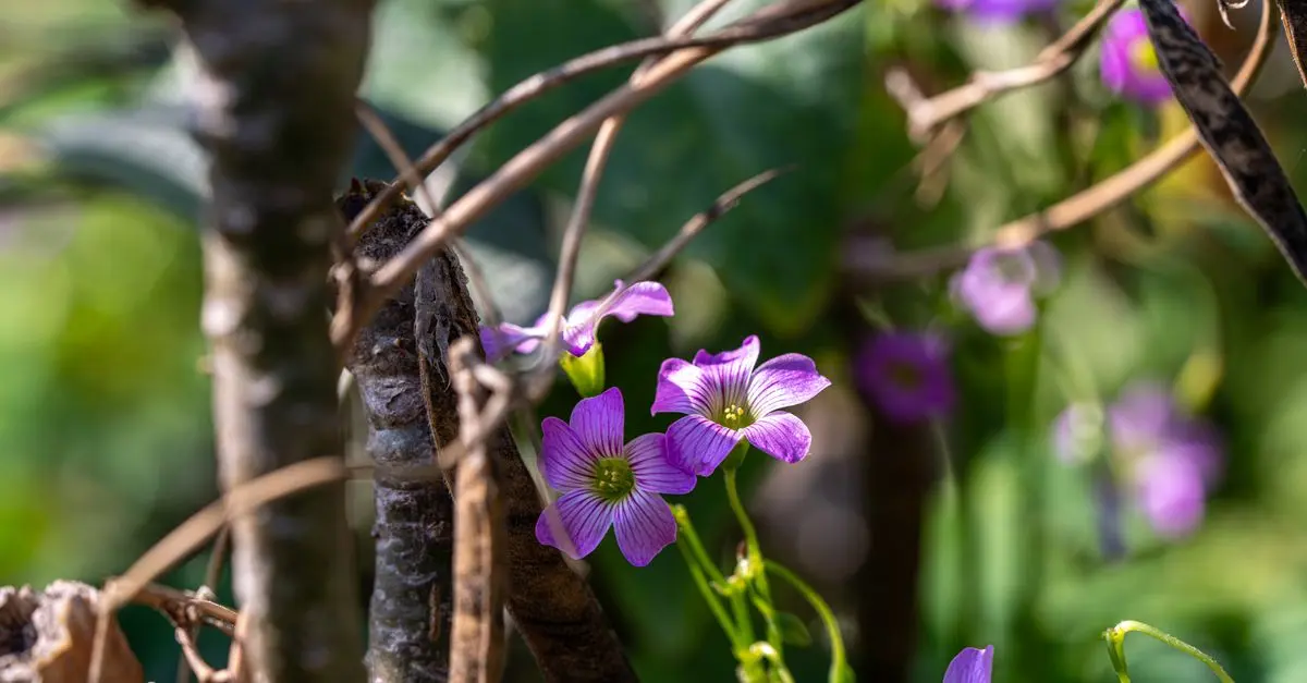 Qu'est-ce qui rend les fleurs CBD pur si spéciales ?
