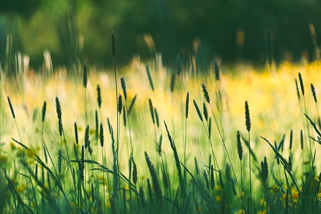 Les meilleures variétés de fleurs CBD pur à découvrir