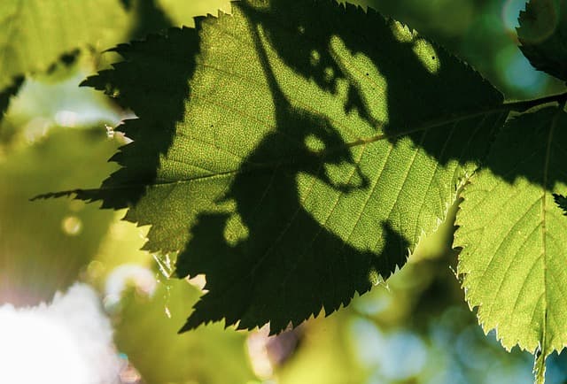 Les erreurs courantes à éviter avec les fleurs CBD pur