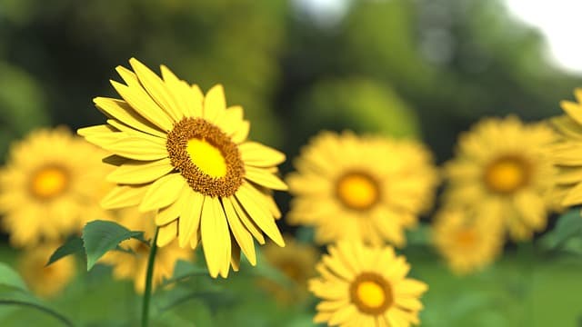 Les méthodes de culture des fleurs CBD pur à connaître