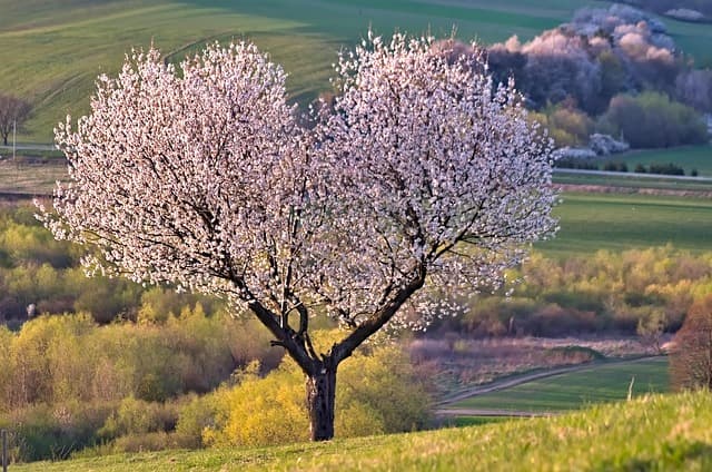 Comment optimiser vos expériences avec les fleurs CBD pur