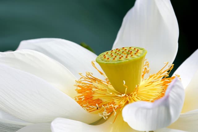 Comment bien utiliser les fleurs CBD pur pour un sommeil paisible