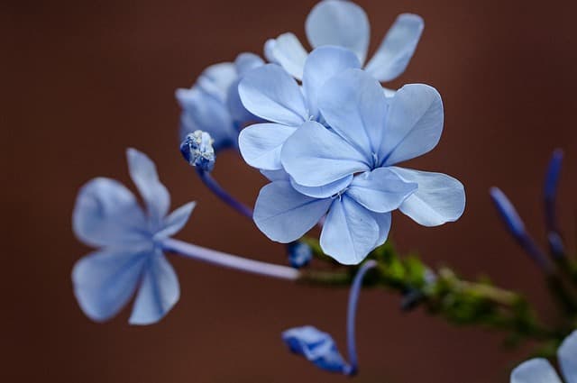 6 Mythes Courants sur les Fleurs CBD Pur Démystifiés