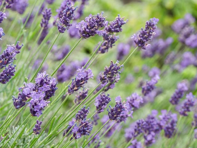 Les erreurs à éviter lors de l'utilisation de fleurs CBD pur