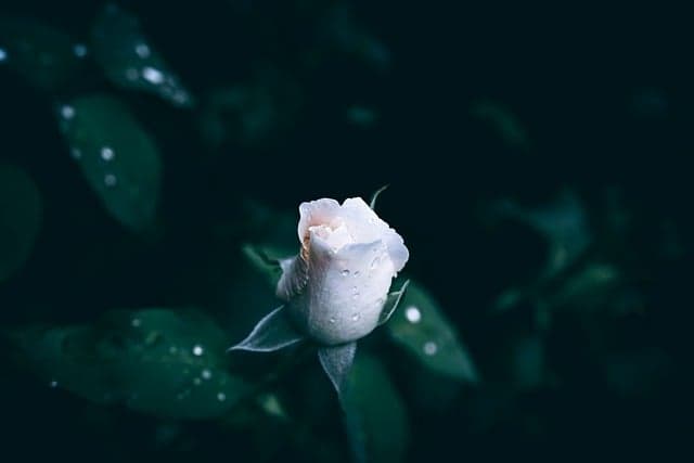 Comment bien profiter des fleurs CBD pur pour votre santé