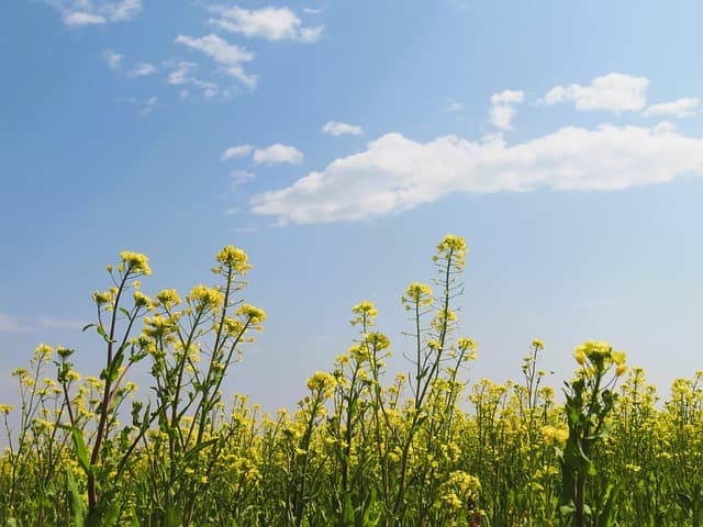 Les différents effets des fleurs CBD pur sur l'humeur