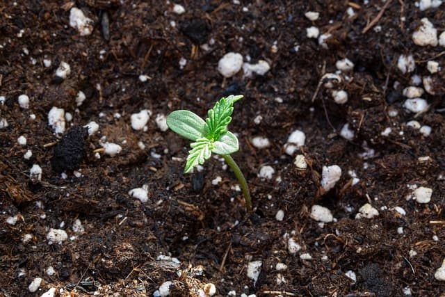 Les fleurs CBD pur : Comment améliorer votre bien-être naturellement