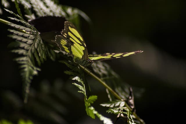 Les erreurs fréquentes à éviter lors de l'utilisation des fleurs CBD pur