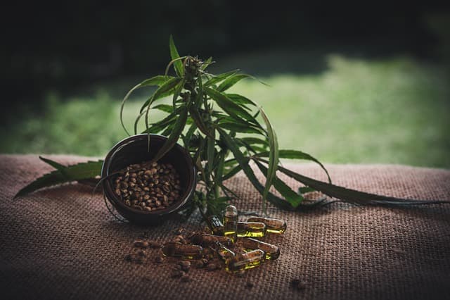 Fleurs CBD Pur : Comment choisir la meilleure variété pour vous
